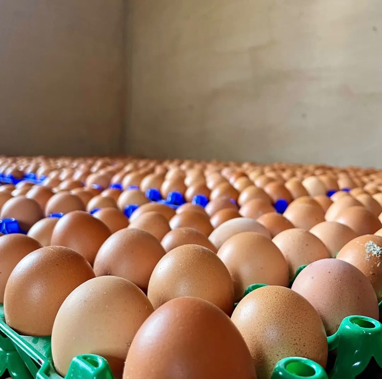 Fresh eggs