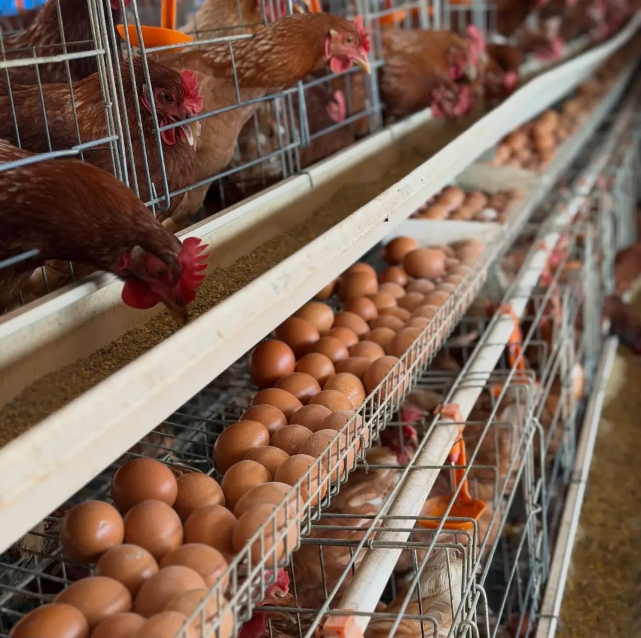 Hen with eggs
